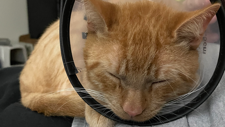 Support Blaze through his health struggles campaign photo, 1 of 5