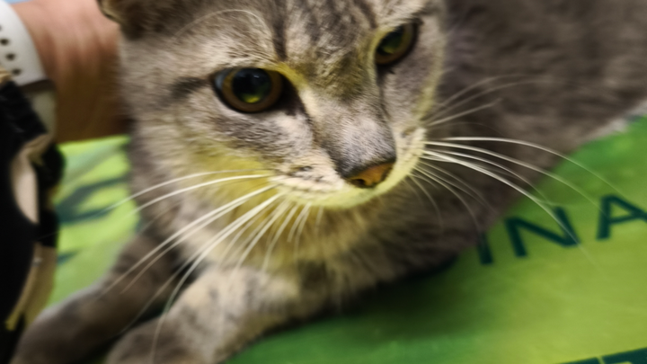 Victor , 5 anni affetto da FIP campaign photo, 1 of 5