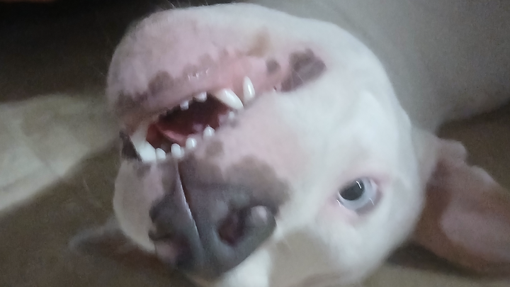 Support Carrie in Caring for 21 Dogs campaign photo, 1 of 8