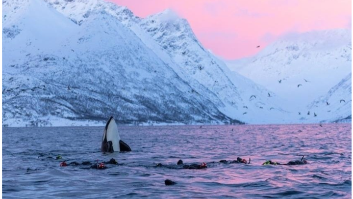 Sea Women Expeditions Arctic Norway November 22 campaign photo, 1 of 2