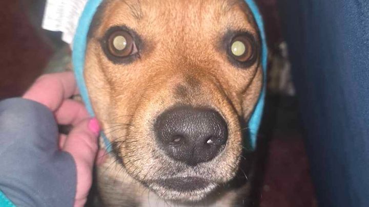 Help Gilbert Heal: Emergency Vet Care campaign photo, 1 of 7