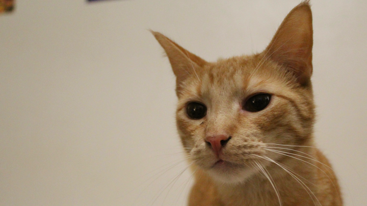 Relieve Stampy's Pain: Donate for Surgery campaign photo, 1 of 3