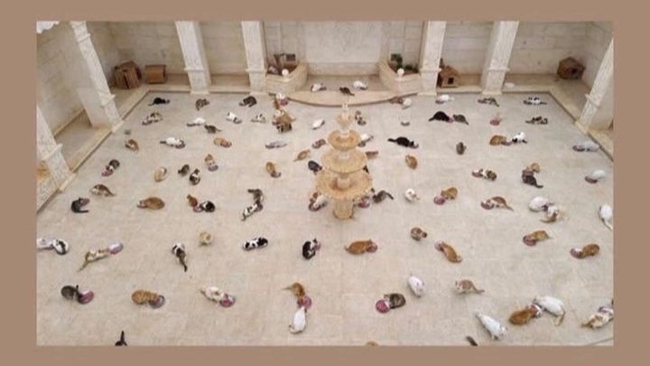 Foto della campagna Thank you for supporting my shelter!, 1 di 3