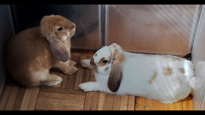 Help Clover & Lefty Stay Together campaign photo, 1 of 6