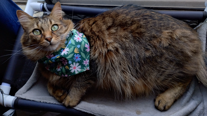 Help Oliver (NomNom) Get Life-Saving Surgery campaign photo, 1 of 8