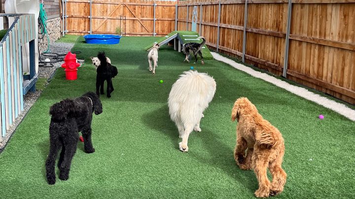 Support a Yard Upgrade for all the Good Dogs! campaign photo, 1 of 8