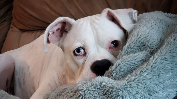Donate to Aid a Pup's Megaesophagus Care campaign photo, 1 of 4
