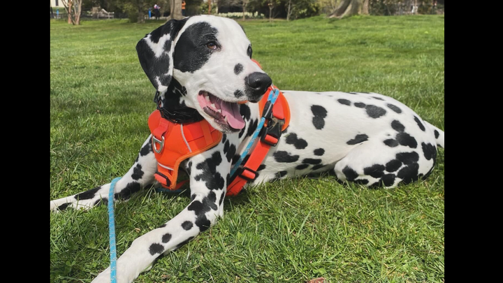 Support Blu's Life-Saving Surgery campaign photo, 1 of 7