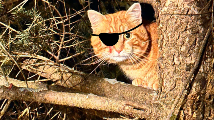 Help Franky Get Eye Surgery campaign photo, 1 of 3