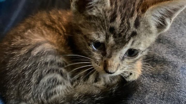 Help Millison Care for Cats and Kittens campaign photo, 1 of 8