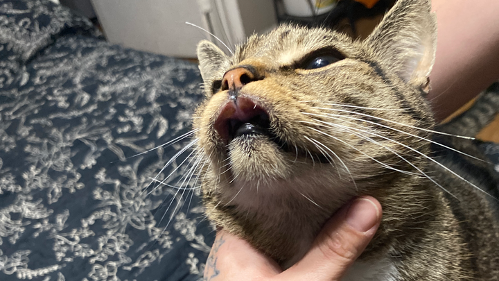 Help Tommy Get the Vet Care He Needs campaign photo, 1 of 3