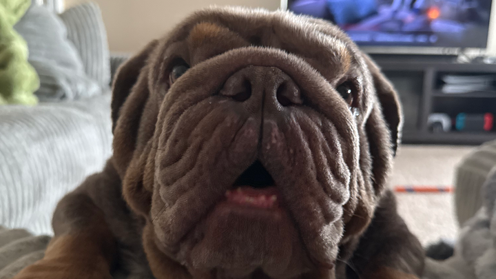 Help Moose Breathe & Heal Before He Goes to His Forever Home campaign photo, 1 of 7
