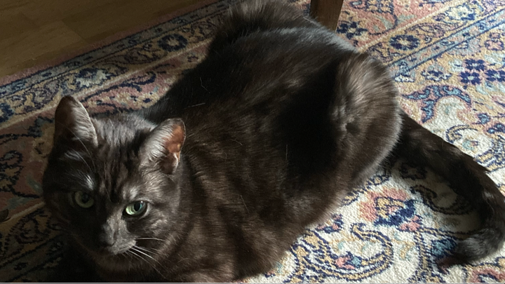 Sauvons Serge, le chat qui chante. campaign photo, 1 of 7