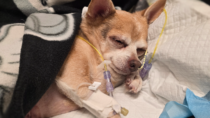 Save Gauge: Help with Life-Saving Surgery campaign photo, 1 of 3