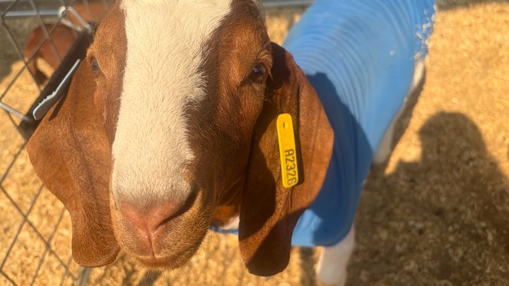 Help Save Gizmo & Norman the Goats campaign photo, 1 of 6