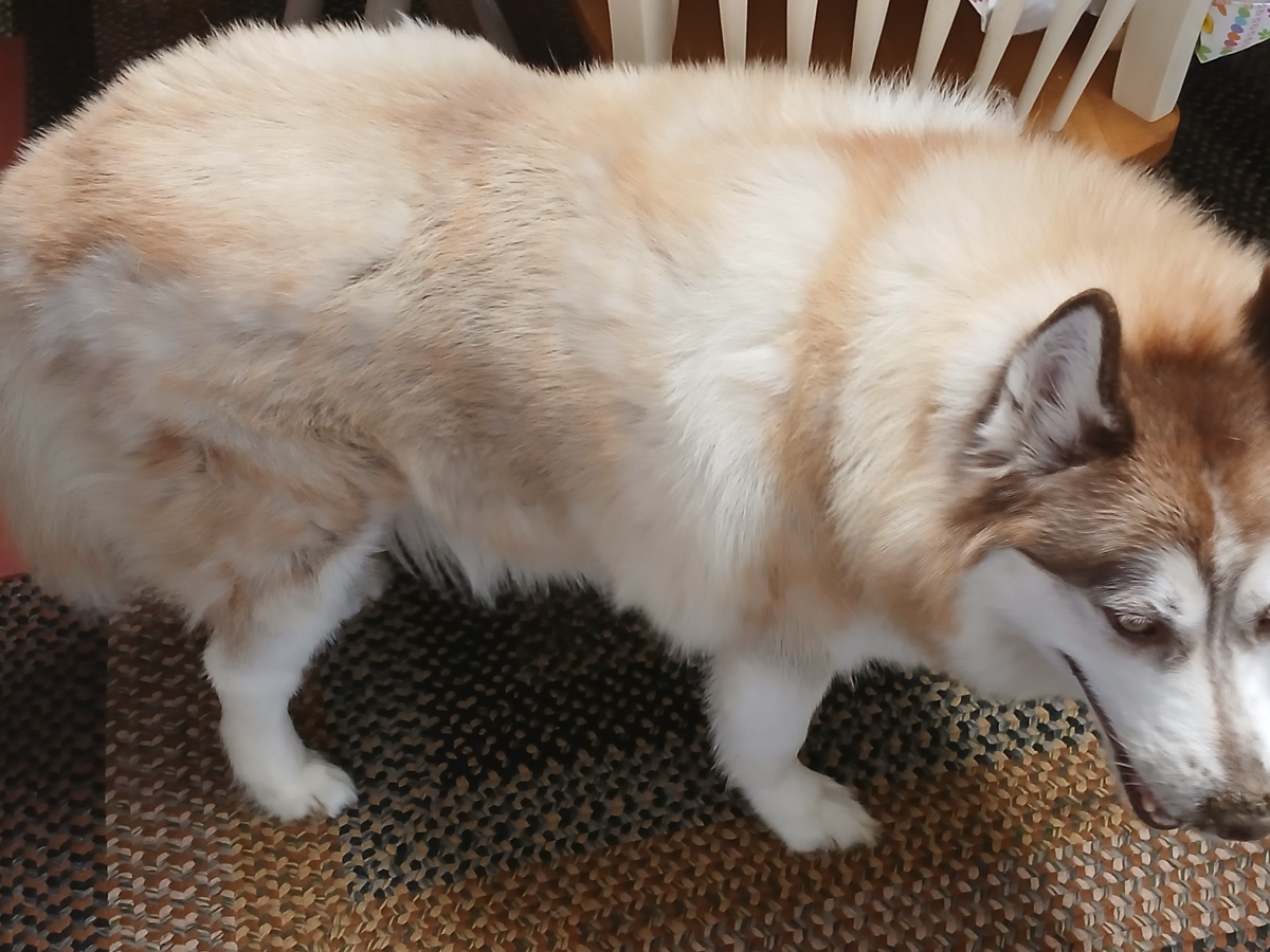 Support Jackson's Urgent Vet Needs campaign photo, 1 of 4