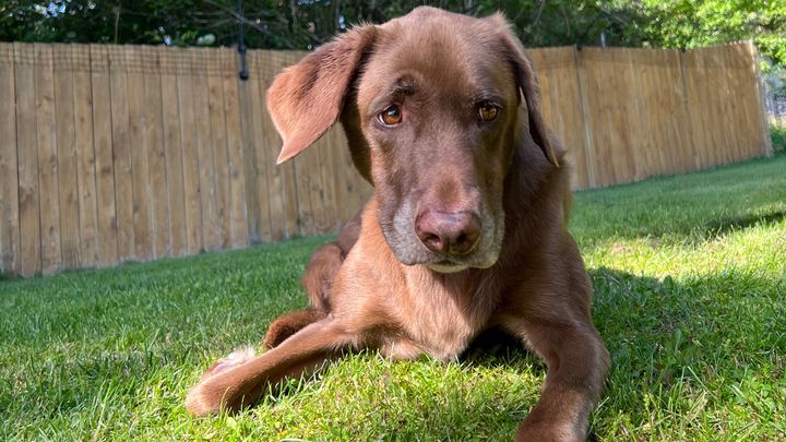 Lola's Adrenalectomy Fund campaign photo, 1 of 2