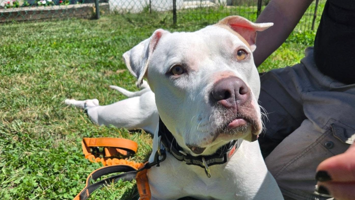 Help Blaze Find His Forever Home campaign photo, 1 of 8