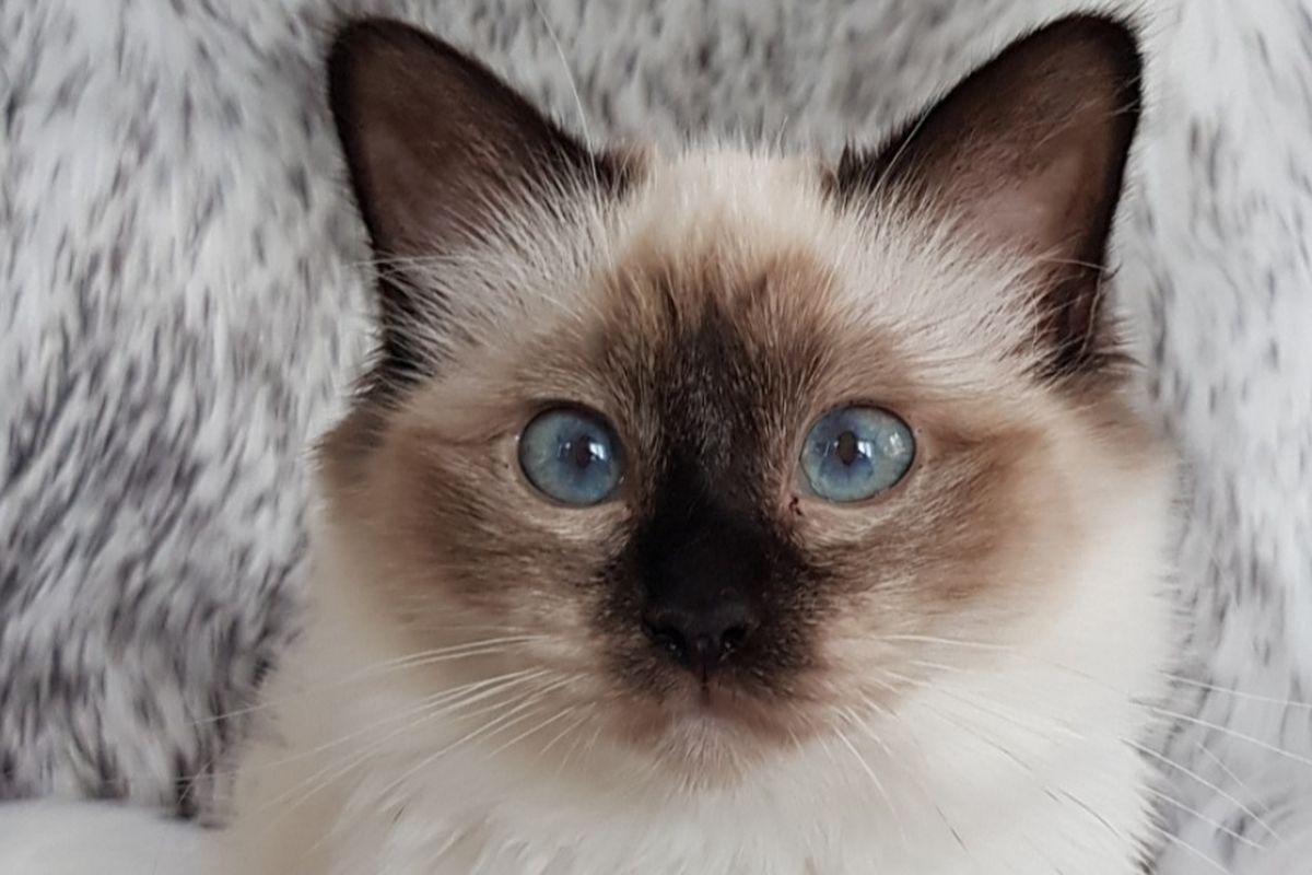 Fundraiser By Clemence Rogel Sauvons Nonie De La Pif