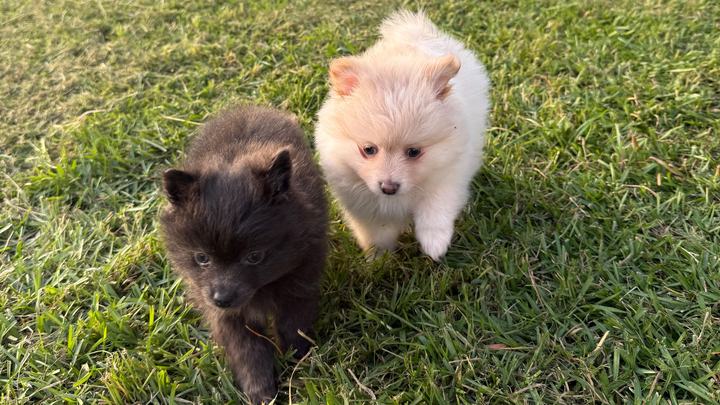 Support Sarah's Puppies in Their Battle campaign photo, 1 of 3
