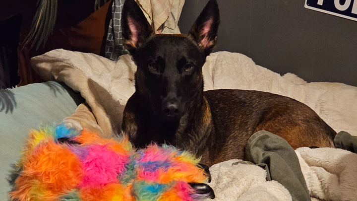 Help Bo Get Life-Saving Surgery campaign photo, 1 of 6