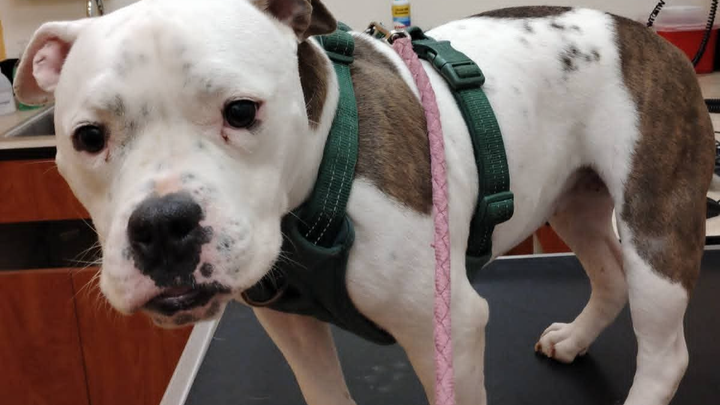 Help Hemi Get Life-Saving Surgery campaign photo, 1 of 8