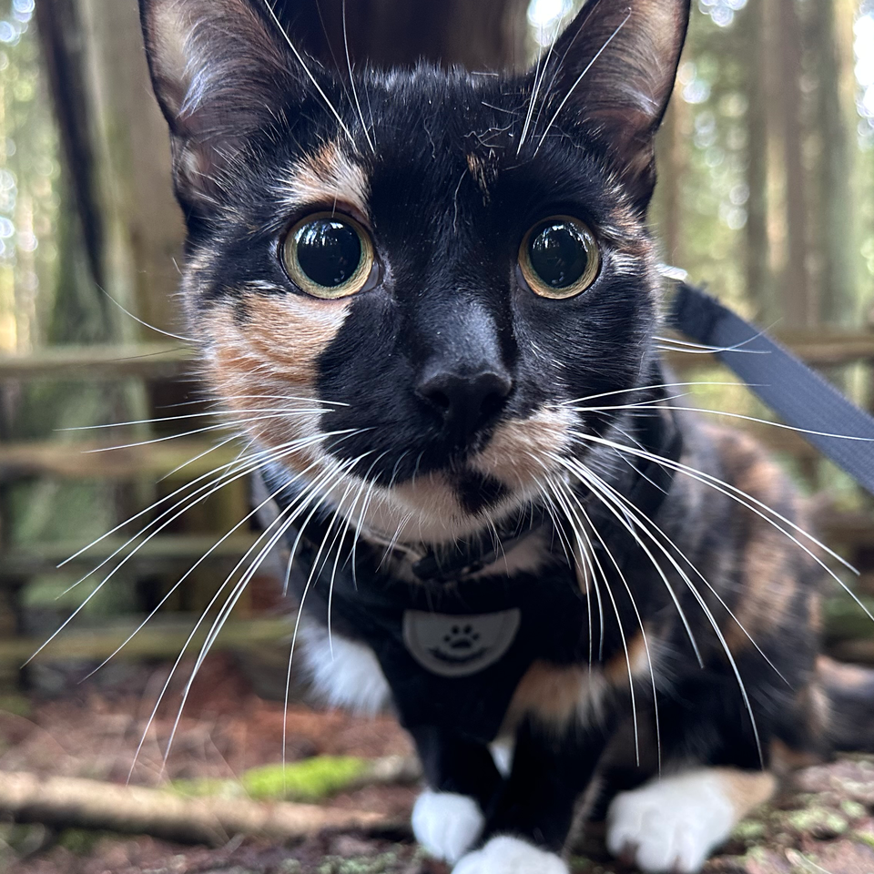 Please Help Save Nala After a Terrible Attack