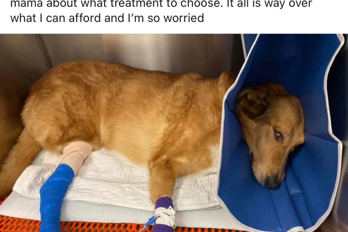 Fundraiser for Karen Cribb by Billie Jo Carroll : Dog was hit by a car,  PLEASE HELP!