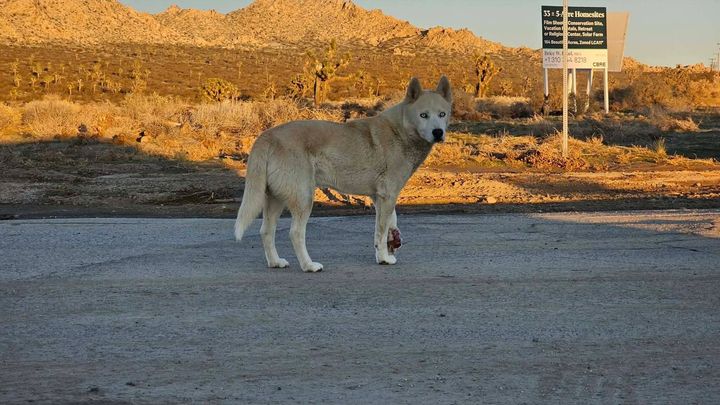 Help This Rescued Pup Get Urgent Medical Care campaign photo, 1 of 7