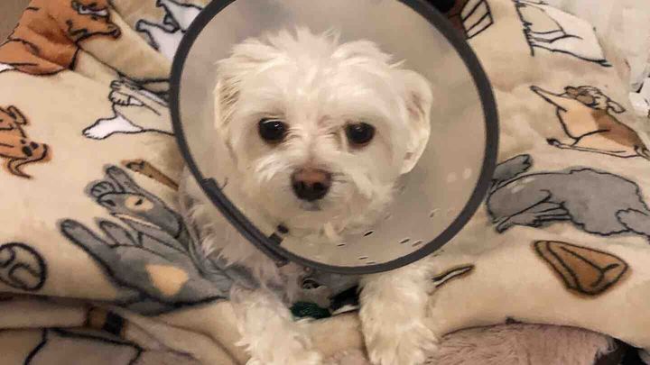 My baby Sammy - Needs Surgery! campaign photo, 1 of 3
