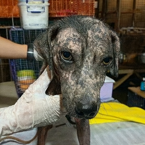Street  Dog rescue