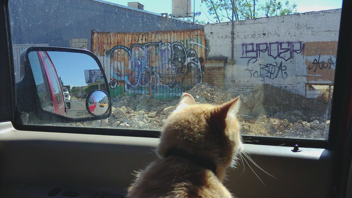 Saving Louie The Road Cat campaign photo, 1 of 6