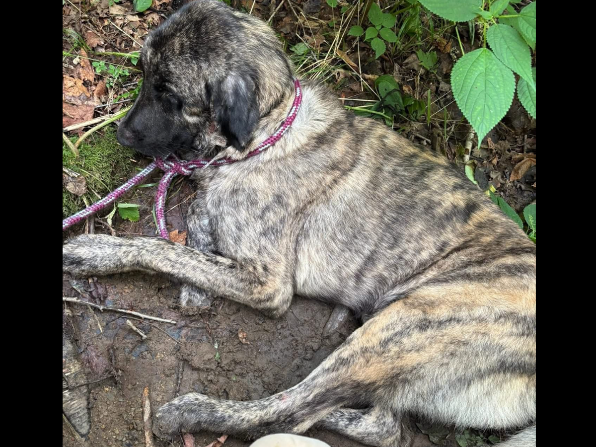 Urgent Care Needed for Injured Scenic Highway Rescue Dog campaign photo, 1 of 6