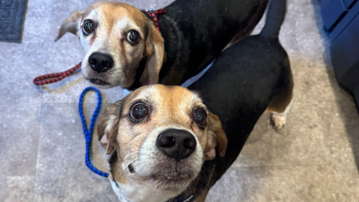 Lets cover the adoption fees. Help get these babies a home. campaign photo, 1 of 3