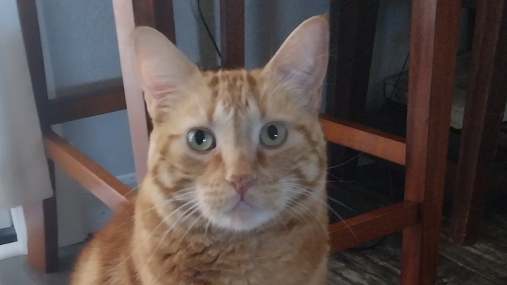 Tigger needs continued medical support for his cancer campaign photo, 1 of 8