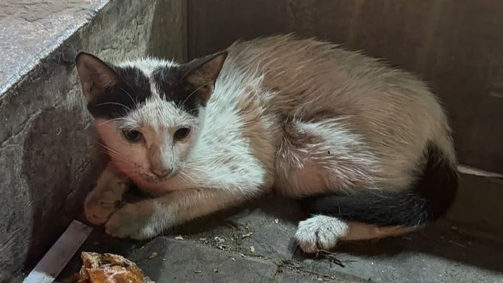 Help Save a 6-Month-Old Kitten With a Shattered Pelvis campaign photo, 1 of 8