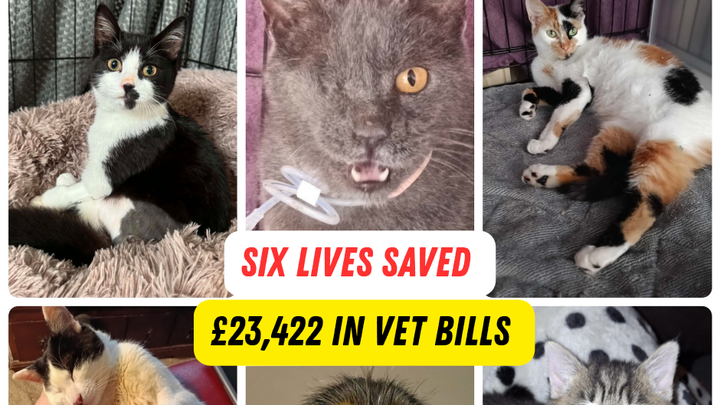 Please Help Us Keep Saving Lives , £23,422 In Vet Bills campaign photo, 1 of 3