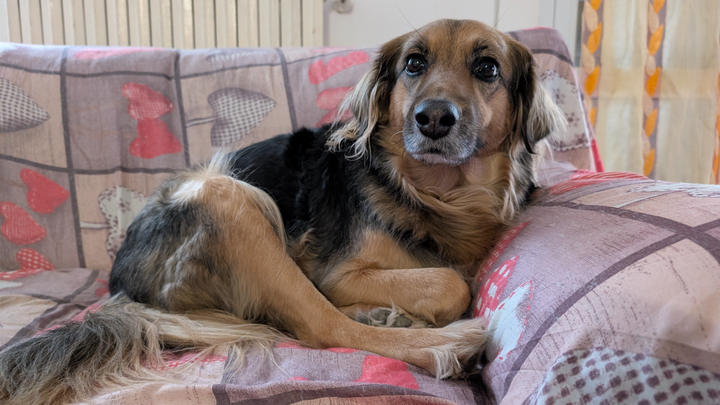 Aiutiamo Laika a vincere la sua battaglia ❤ campaign photo, 1 of 4