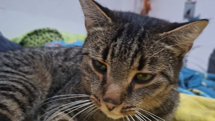 Kampagnen-Foto für Bitte um Unterstützung bei FIP Behandlung, 1 von 7