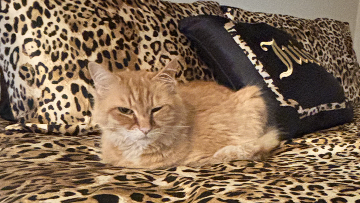 Help Save Ginger’s Life from Pyothorax campaign photo, 1 of 6