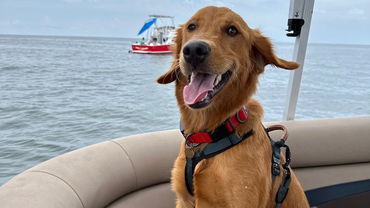 Help Save Ryver After a Rattlesnake Bite campaign photo, 1 of 8