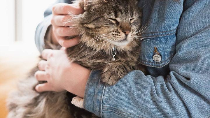 Support Cat Therapy’s Foster Lounge in 2026 campaign photo, 1 of 3