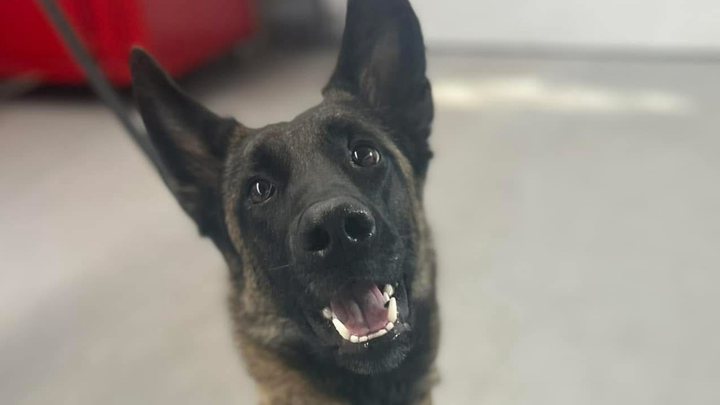 Keep Kilo in the fight! campaign photo, 1 of 3