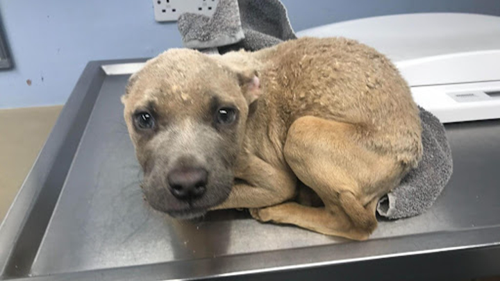 Help Sophia Save and Rehabilitate Stray Animals campaign photo, 1 of 5