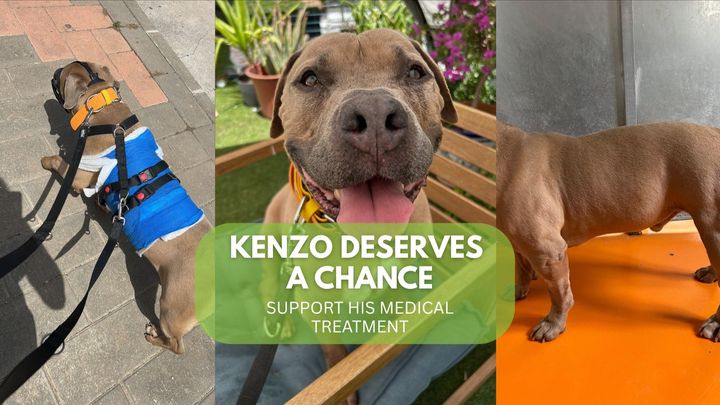 Help us give Kenzo another chance in life campaign photo, 1 of 3
