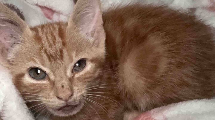 Donate to Heal This Baby Animal's Wounds campaign photo, 1 of 6
