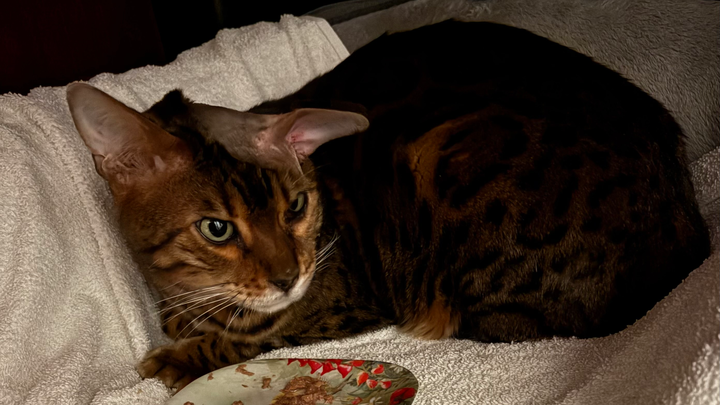 Support Babou’s Healing Journey After Major Surgery campaign photo, 1 of 6
