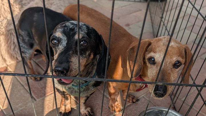 Help Dogs Adoption Network Change Lives campaign photo, 1 of 3