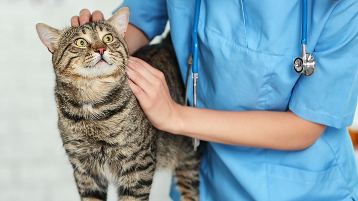 Support a Future Vet Tech's Dream campaign photo, 1 of 4