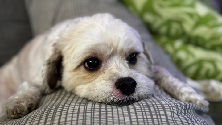 Help Ricky Get the Eye Surgery He Needs campaign photo, 1 of 3